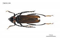 藏品(台灣麝香天牛)的圖片